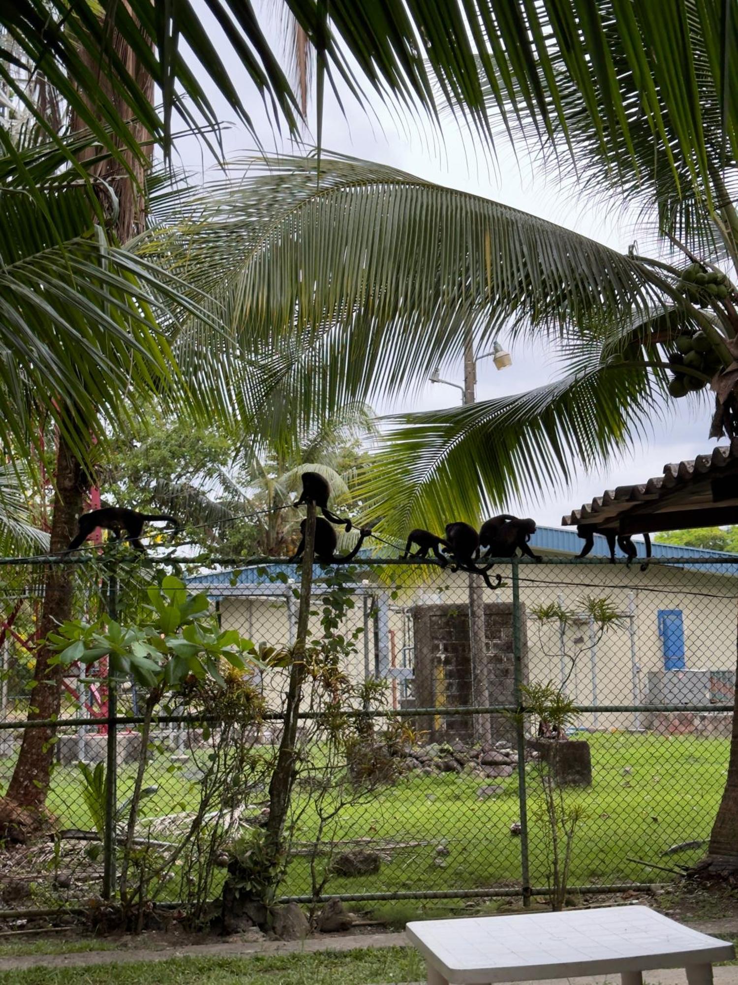 Ostello Casa Mamre Cahuita Esterno foto